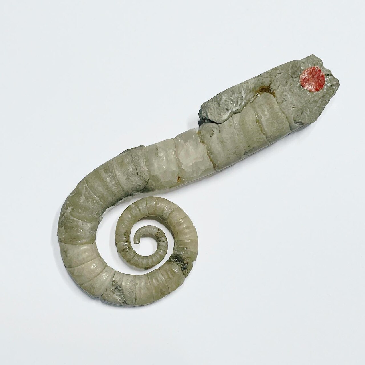 Museum für Naturkunde in Berlin